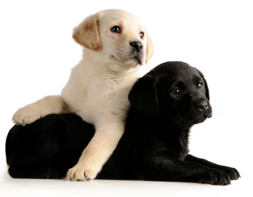 Ajax Grooming Supply Gift Cards